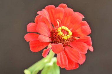 Koyu arkaplanda kırmızı zinnia çiçekleri, yakın plan görünümü 