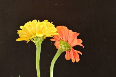 Siyah arkaplandaki zinnia çiçeklerini kapat 