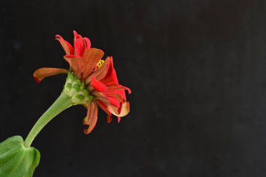 Koyu arkaplanda Znnia çiçekleri yakın plan 