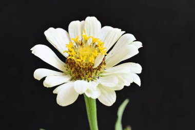 Koyu arkaplanda Znnia çiçekleri yakın plan 