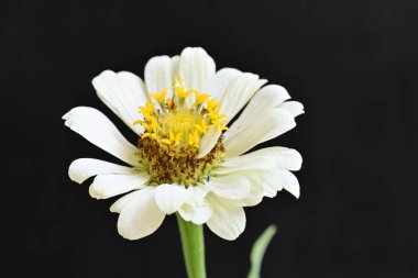 Koyu arkaplanda Znnia çiçekleri yakın plan 