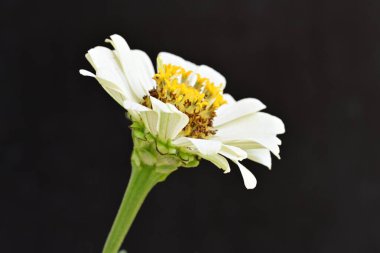 Koyu arkaplanda Znnia çiçekleri yakın plan 