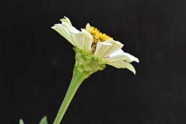 Koyu arkaplanda Znnia çiçekleri yakın plan 