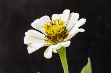 Koyu arkaplanda Znnia çiçekleri yakın plan 