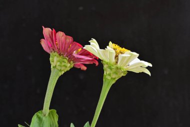 Koyu arkaplanda Znnia çiçekleri yakın plan 