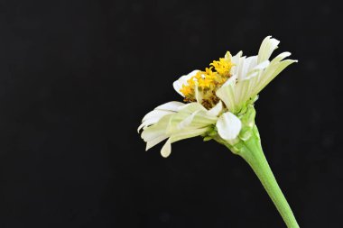 Koyu arkaplanda Znnia çiçekleri yakın plan 