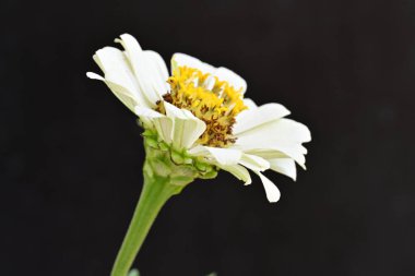 Koyu arkaplanda Znnia çiçekleri yakın plan 