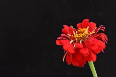 Koyu arkaplanda Znnia çiçekleri yakın plan 