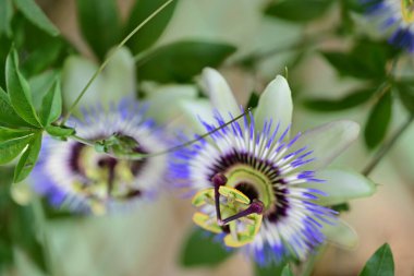 Bulanık arkaplanda tutku çiçeğini kapat 