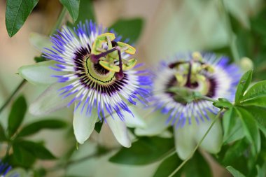 Bulanık arkaplanda tutku çiçeğini kapat 
