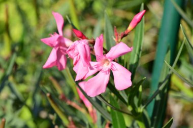 Bahçede güzel çiçekler Doğa manzarası 