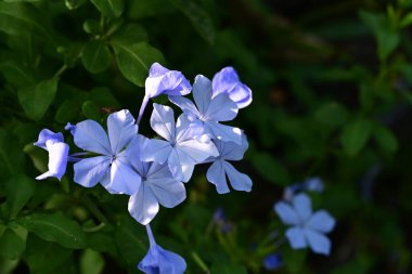 Mavi Plumbago auriculata çiçekleri yakın görünüm 