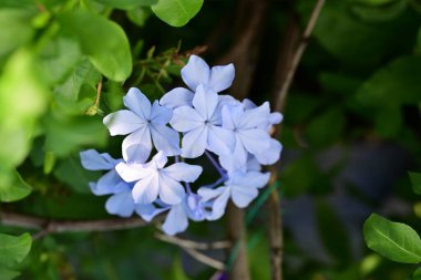 Mavi Plumbago auriculata çiçekleri yakın görünüm 