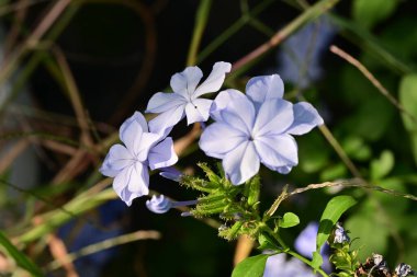 Mavi Plumbago auriculata çiçekleri yakın görünüm 