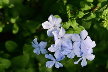 Mavi Plumbago auriculata çiçekleri yakın görünüm 