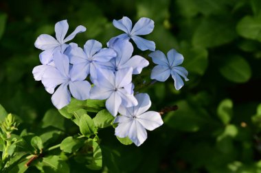 Mavi Plumbago auriculata çiçekleri yakın görünüm 