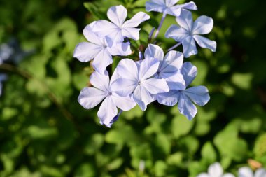 Mavi Plumbago auriculata çiçekleri yakın görünüm 
