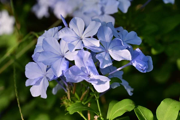 Mavi Plumbago auriculata çiçekleri yakın görünüm 