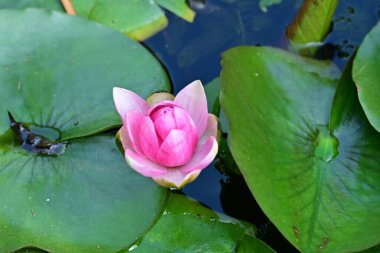 Bahçe manzarasında güzel nilüfer çiçeği 