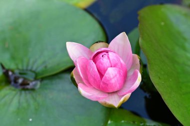 Bahçe manzarasında güzel nilüfer çiçeği 