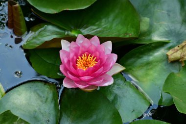 Bahçe manzarasında güzel nilüfer çiçeği 