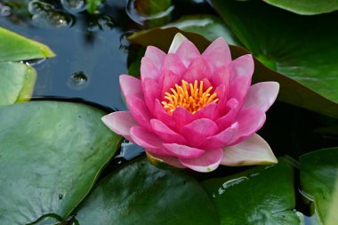 Bahçe manzarasında güzel nilüfer çiçeği 