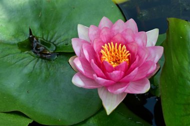 Bahçe manzarasında güzel nilüfer çiçeği 