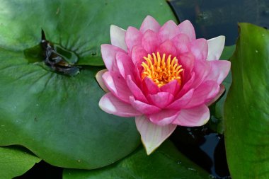 Bahçe manzarasında güzel nilüfer çiçeği 