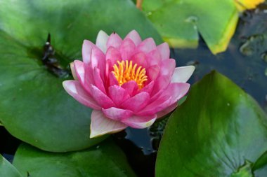 Bahçe manzarasında güzel nilüfer çiçeği 