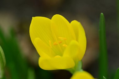 Sternbergia lutea Bulanık arka planda güzel çiçekler  