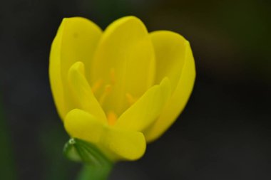 Sternbergia lutea Bulanık arka planda güzel çiçekler  