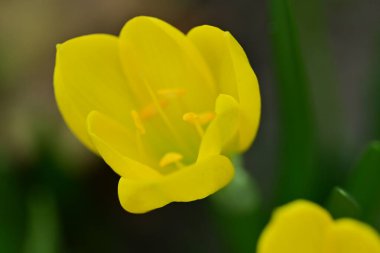 Sternbergia lutea Bulanık arka planda güzel çiçekler  