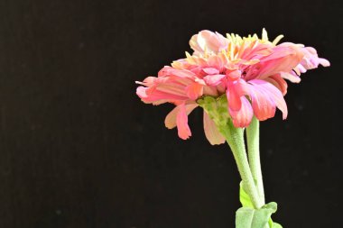 Koyu arkaplanda Znnia çiçekleri yakın plan 