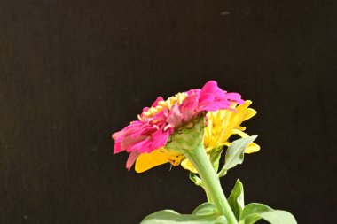 Koyu arkaplanda Znnia çiçekleri yakın plan 