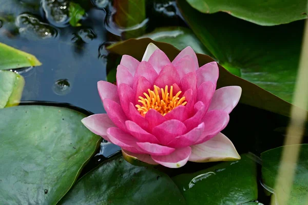 Bahçe manzarasında güzel nilüfer çiçeği 