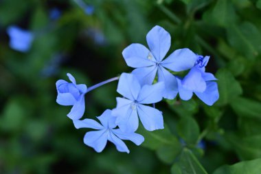 Mavi Plumbago auriculata çiçekleri yakın görünüm 