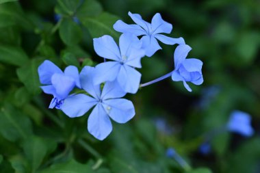 Mavi Plumbago auriculata çiçekleri yakın görünüm 