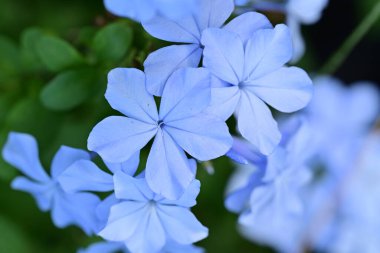 Mavi Plumbago auriculata çiçekleri yakın görünüm 