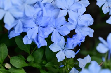 Mavi Plumbago auriculata çiçekleri yakın görünüm 