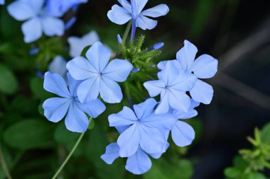 Mavi Plumbago auriculata çiçekleri yakın görünüm 
