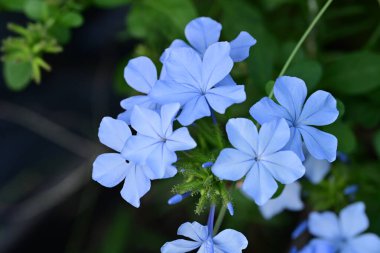 Mavi Plumbago auriculata çiçekleri yakın görünüm 