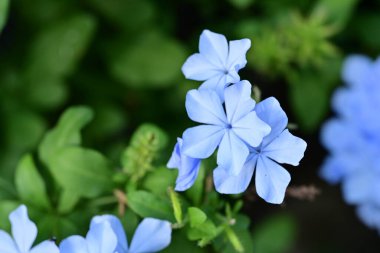 Mavi Plumbago auriculata çiçekleri yakın görünüm 