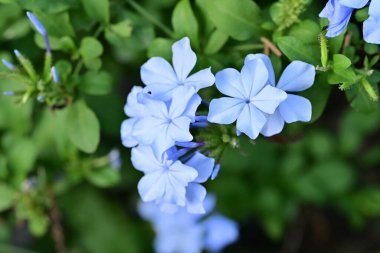 Mavi Plumbago auriculata çiçekleri yakın görünüm 