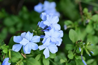 Mavi Plumbago auriculata çiçekleri yakın görünüm 