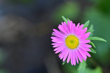 Bahçedeki güzel pembe papatya çiçeği