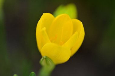 Sternbergia lutea Bulanık arka planda güzel çiçekler  