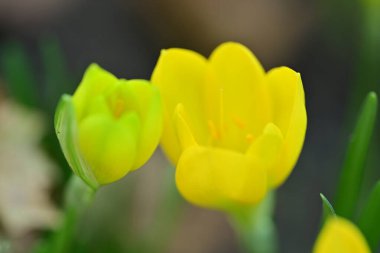 Sternbergia lutea Bulanık arka planda güzel çiçekler  