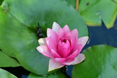 Bahçe manzarasında güzel nilüfer çiçeği 