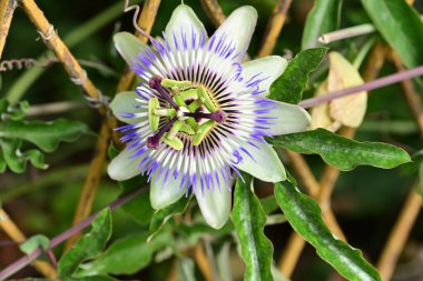 Bulanık arkaplanda tutku çiçeğini kapat 