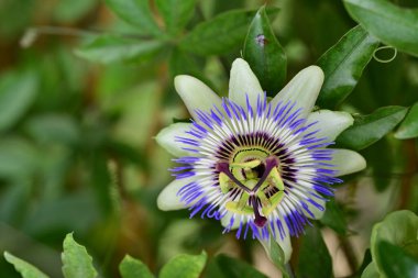 Bulanık arkaplanda tutku çiçeğini kapat 